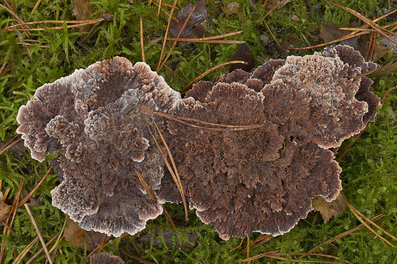 Hydnellum scrobiculatum